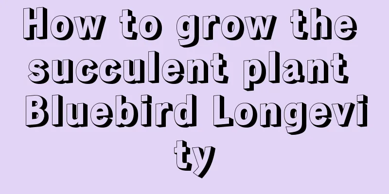 How to grow the succulent plant Bluebird Longevity