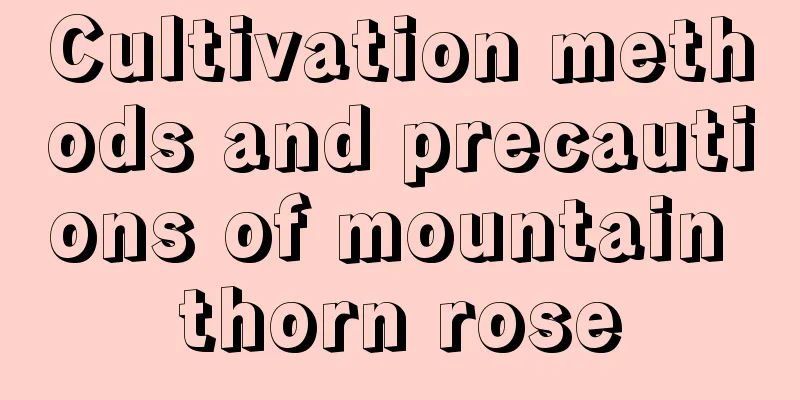 Cultivation methods and precautions of mountain thorn rose