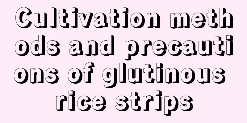 Cultivation methods and precautions of glutinous rice strips