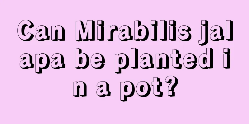 Can Mirabilis jalapa be planted in a pot?