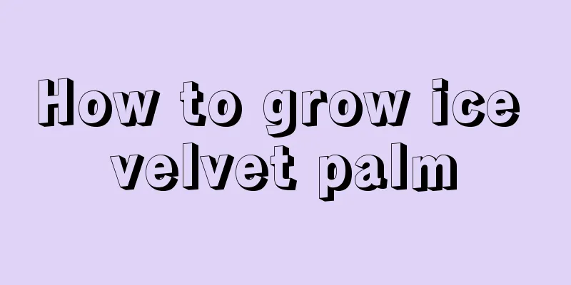 How to grow ice velvet palm