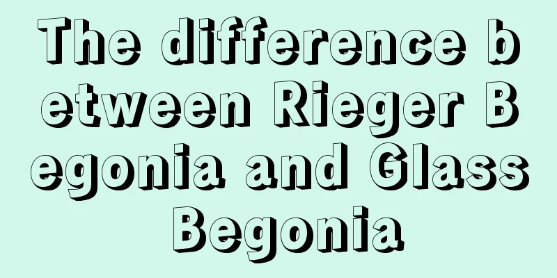 The difference between Rieger Begonia and Glass Begonia