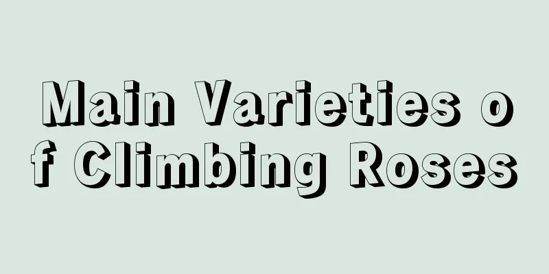 Main Varieties of Climbing Roses