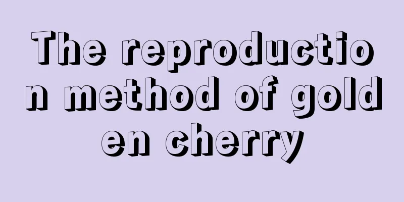 The reproduction method of golden cherry