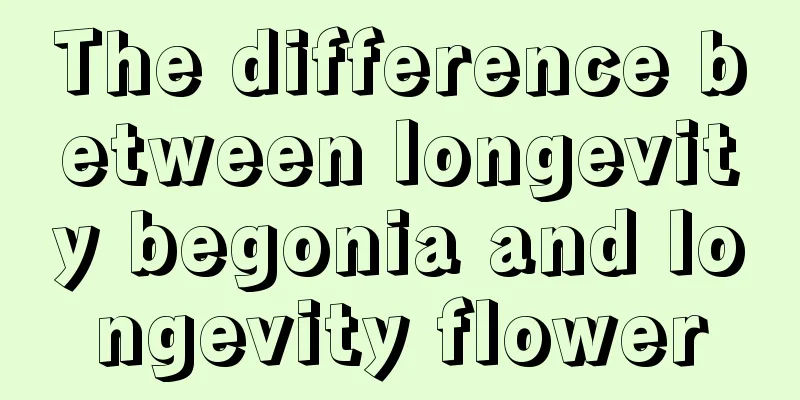 The difference between longevity begonia and longevity flower