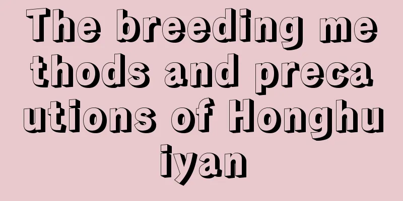 The breeding methods and precautions of Honghuiyan