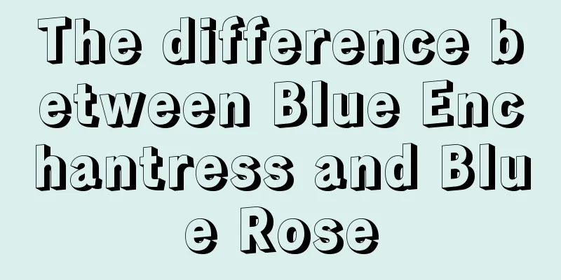 The difference between Blue Enchantress and Blue Rose