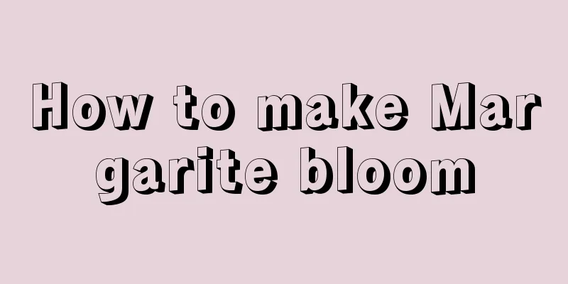 How to make Margarite bloom