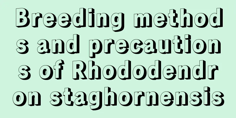 Breeding methods and precautions of Rhododendron staghornensis