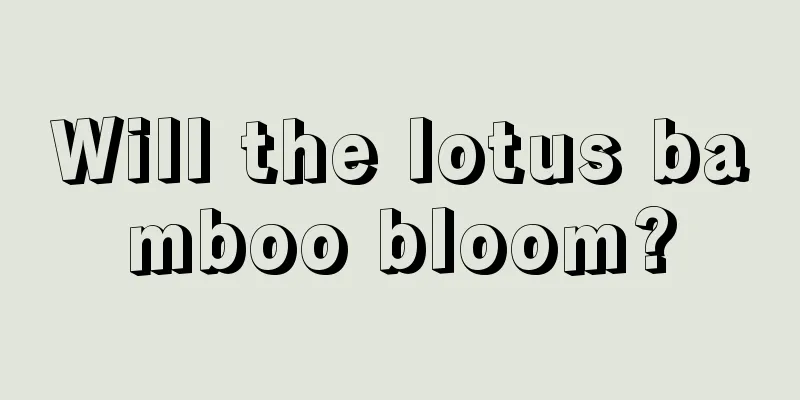 Will the lotus bamboo bloom?