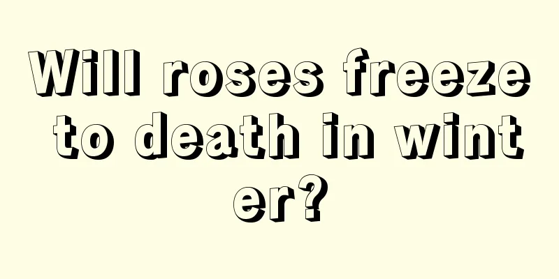 Will roses freeze to death in winter?