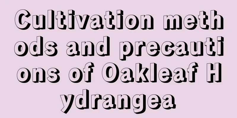 Cultivation methods and precautions of Oakleaf Hydrangea