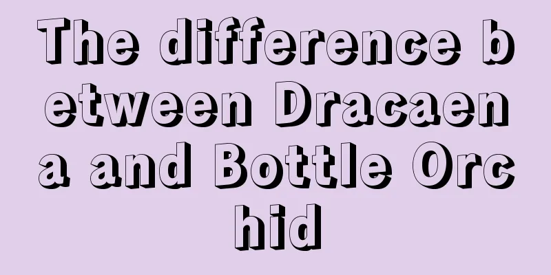 The difference between Dracaena and Bottle Orchid