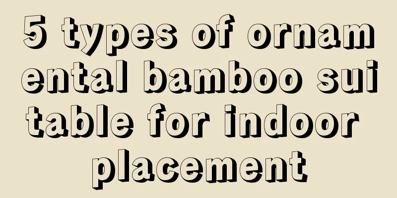 5 types of ornamental bamboo suitable for indoor placement