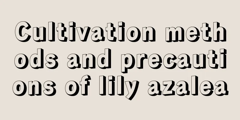 Cultivation methods and precautions of lily azalea