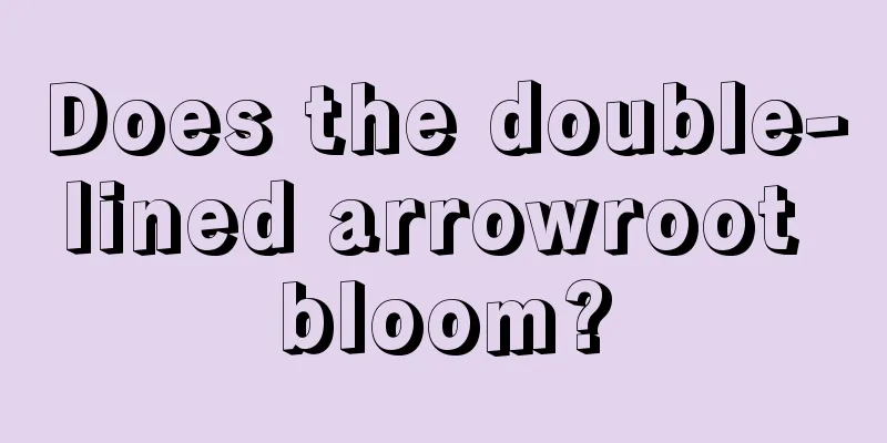 Does the double-lined arrowroot bloom?