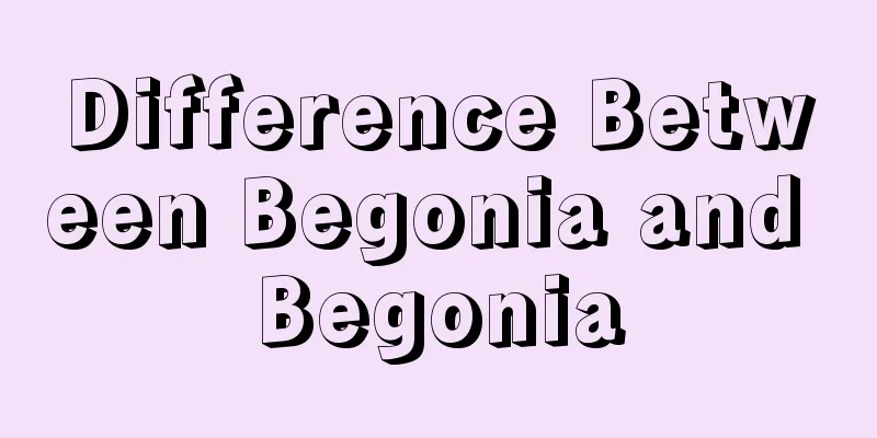 Difference Between Begonia and Begonia