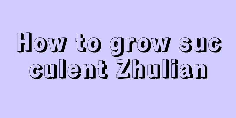 How to grow succulent Zhulian