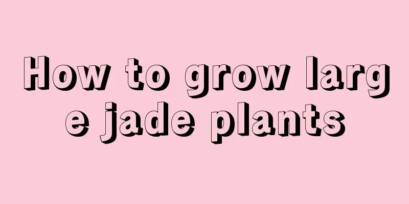 How to grow large jade plants