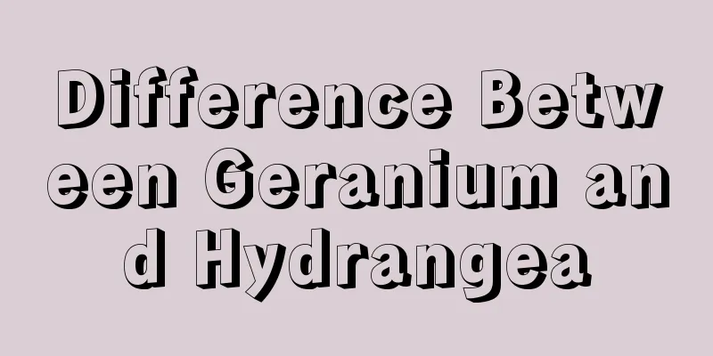 Difference Between Geranium and Hydrangea