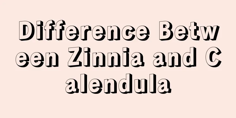 Difference Between Zinnia and Calendula