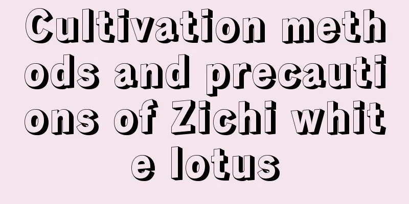 Cultivation methods and precautions of Zichi white lotus