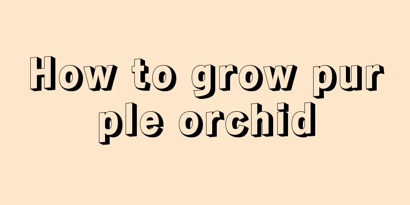 How to grow purple orchid