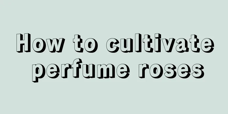 How to cultivate perfume roses