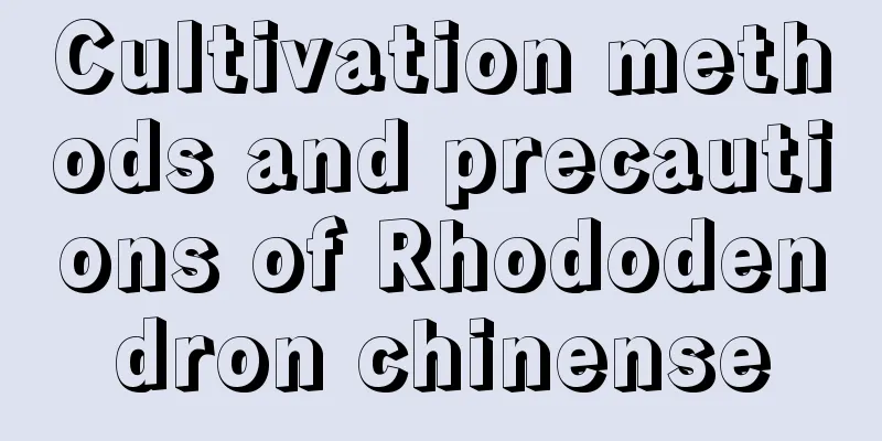 Cultivation methods and precautions of Rhododendron chinense