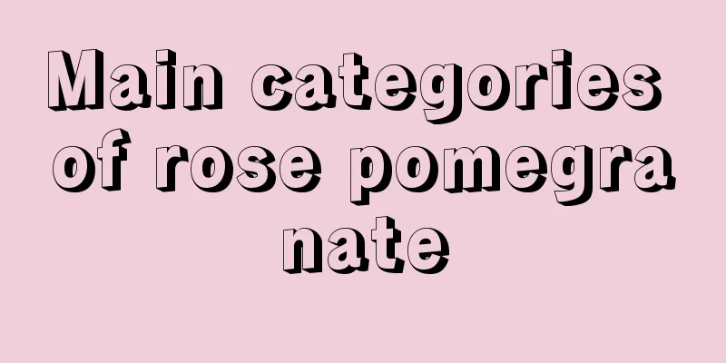 Main categories of rose pomegranate