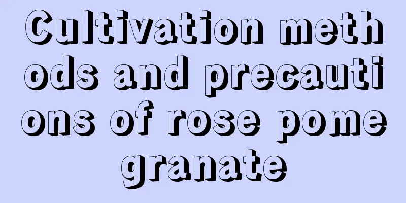 Cultivation methods and precautions of rose pomegranate