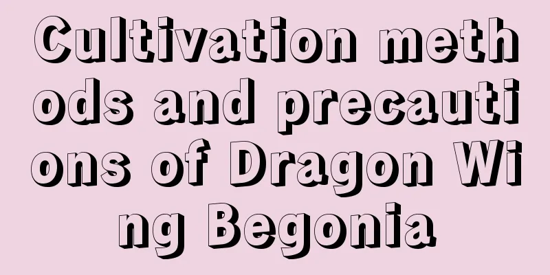 Cultivation methods and precautions of Dragon Wing Begonia