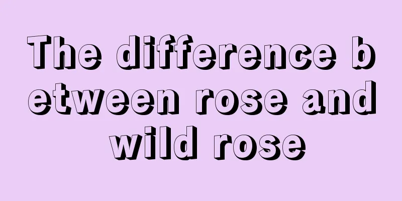 The difference between rose and wild rose