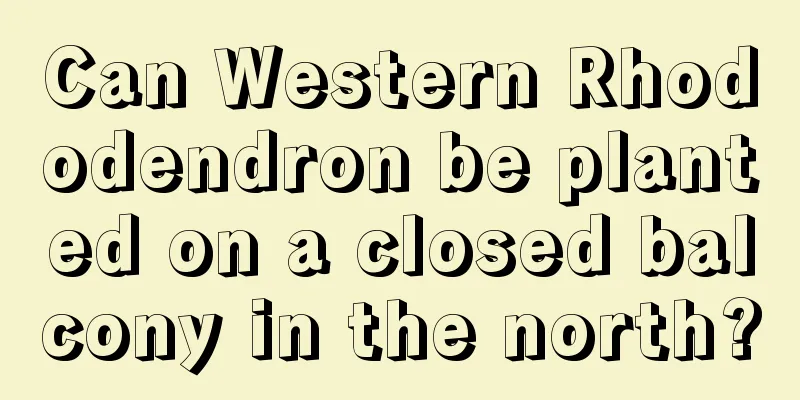 Can Western Rhododendron be planted on a closed balcony in the north?