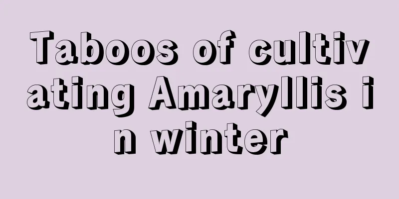 Taboos of cultivating Amaryllis in winter