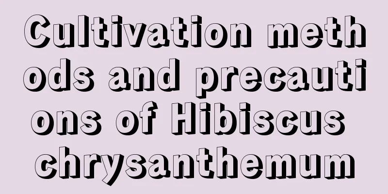 Cultivation methods and precautions of Hibiscus chrysanthemum