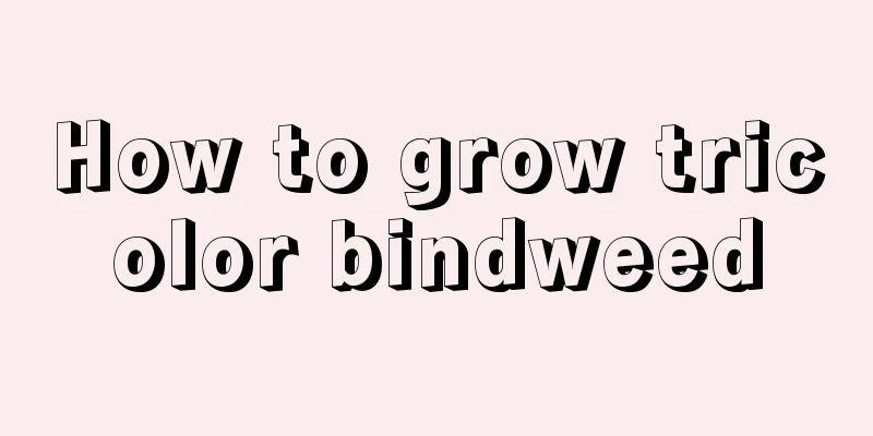 How to grow tricolor bindweed