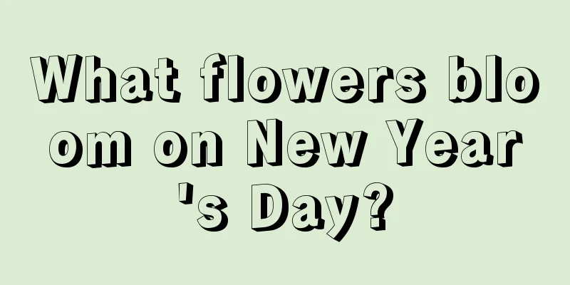 What flowers bloom on New Year's Day?