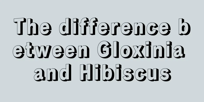 The difference between Gloxinia and Hibiscus