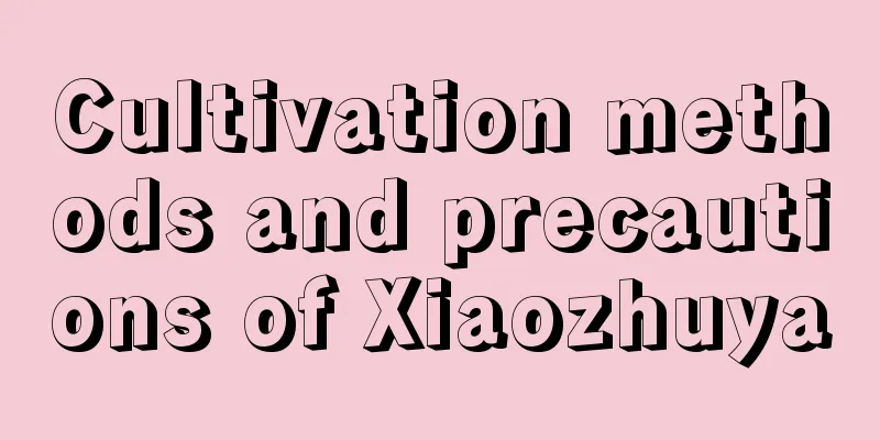 Cultivation methods and precautions of Xiaozhuya