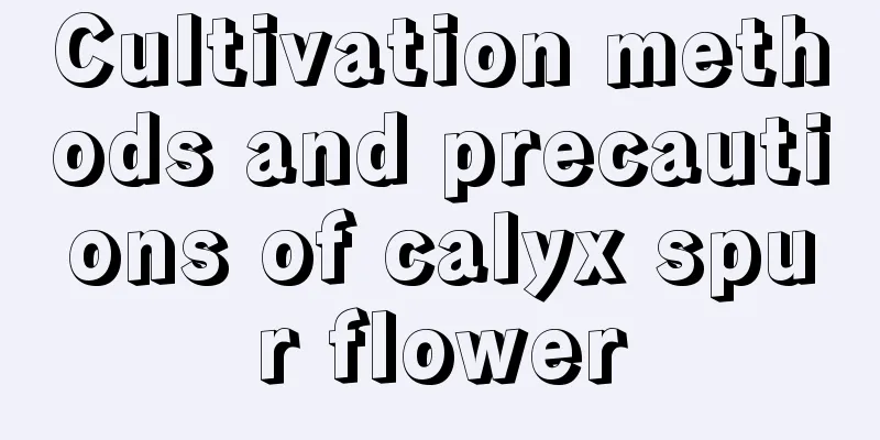 Cultivation methods and precautions of calyx spur flower