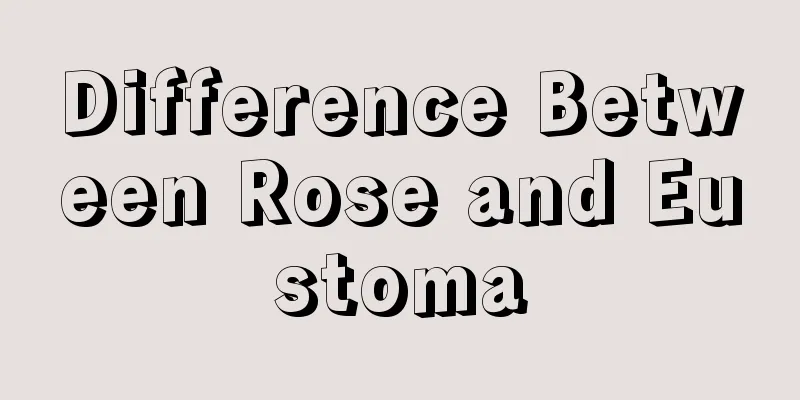 Difference Between Rose and Eustoma