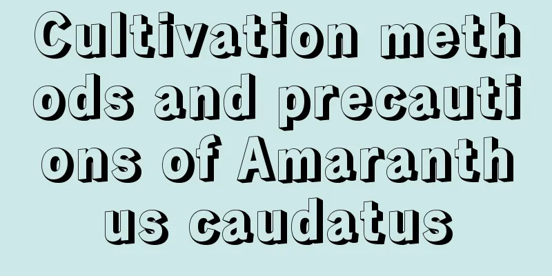 Cultivation methods and precautions of Amaranthus caudatus