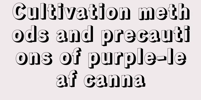 Cultivation methods and precautions of purple-leaf canna