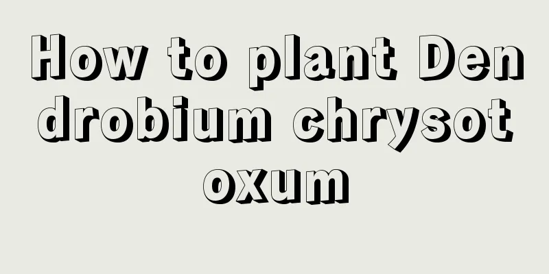 How to plant Dendrobium chrysotoxum