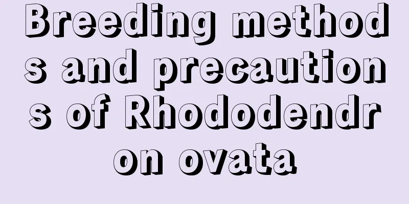 Breeding methods and precautions of Rhododendron ovata