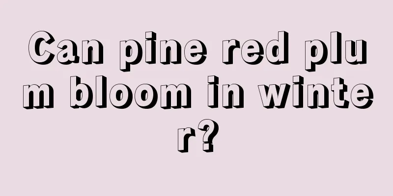 Can pine red plum bloom in winter?