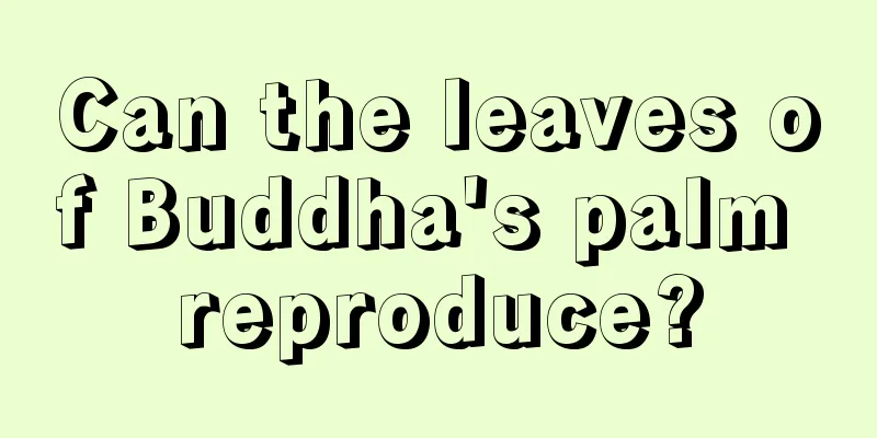 Can the leaves of Buddha's palm reproduce?