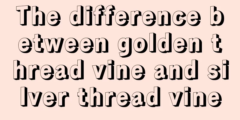 The difference between golden thread vine and silver thread vine