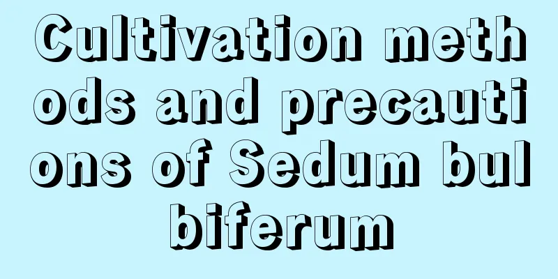 Cultivation methods and precautions of Sedum bulbiferum